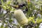 New Holland Honeyeater