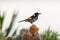 New Holland Honeyeater in Australia