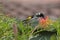 New Holland Honeyeater bird feeding on a branch of Grevillea spider flower in Australia.