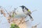 New Holland Honeyeater bird on perch