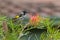 New Holland Honeyeater bird perching on a branch of Grevillea spider