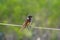 New Holland Honeyeater bird perching on a wire in Australia