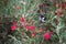 New Holland Honeyeater Foraging in Flowering Grevillea