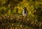 New Holland Honeyeater species bird perched on a plant