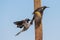 New Holland Honeyeaters