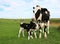 New Holstein mom standing with her newborn twin babies