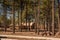 New home construction with pine trees in foreground