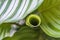 A new leaf grows like a tube between the beautiful existing leaves of a Calathea Orbifolia