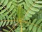 New Leaf of Vegetable Hummingbird Blooming