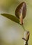 New leaves of ficus benghalensis sprouting