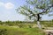 New leaves of hillside tree in sky of sunny spring