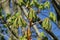 New leaves opening on horse chestnut tree in spring