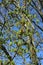New leaves opening on horse chestnut tree in spring