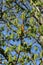 New leaves opening on horse chestnut tree in spring