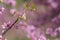 New Leaves Sprout Amid Pink Blossoms On Eastern Redbud Tree