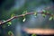 New leaves on the thin branch, with falling drops after the rain