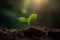 New Life Emerging: Saplings Growing in Sunlit Soil. created with Generative AI