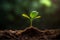 New Life Emerging: Saplings Growing in Sunlit Soil. created with Generative AI