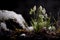 New life emerging from the snow in spring time. Plant growth in nature as winter ends