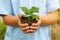 New life plant child hands holding tree nature living concept garden