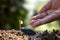 New life plants growing from seeds on fertile soil and farmer`s hands irrigating trees