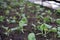 New life sprouts Spinach in home a garden.