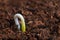 New life start. New beginnings. Plant germination on soil.