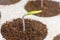 New life start. New beginnings. Plant germination on soil.