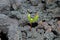 New life in volcanic stone in Hawaii