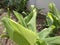 A new lovely close up of season`s fresh green leaved plants of turmeric