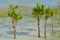 New Mangrove at Picnic Island County Park, Tampa Bay, Florida