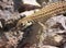 A New Mexican Whiptail Lizard on a Rock