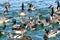 New Mexico birds wild ducks, goose and geese waterfowl in the bl