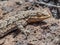 New Mexico Crevice Spiny Lizard