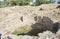 New Mexico's Salmon Ruins, built by the Ancestral Puebloans in the 11th century