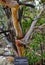 NEW MEXICO, USA - NOVEMBER 22, 2019: Endemic, tree  Texas Madrone Arbutus xelapensis in a mountain landscape in New Mexico, USA