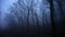 New. Misty Spooky Forest. Mist. Trees