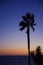 New moon, palm tree and ocean breeze at sunset