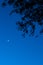 New moon, Venus above palm tree