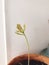 New oak tree growing in clay pot indoor. Reforestation concept. Fresh new leaves on stem of oak tree, growing from acorn seed in