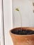 New oak tree growing in clay pot indoor. Reforestation concept. Fresh new leaves on stem of oak tree, growing from acorn seed in