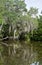 New Orleans Bayou with Spanish Moss on a Tree