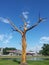 New Orleans Hurricane Katrina Dedication Tree