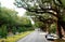 New Orleans, Louisiana, U.S.A - February 4. 2020 - Oak trees on the street by The Garden District