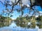 New Orleans oak trees and birds