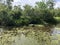 New Orleans Swamp with Trees and Blue Skies