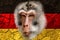 A new outbreak of viral infection at Germany, monkey pox. Head of a monkey on the background of a cracked earth and