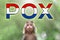 A new outbreak of viral infection in Netherlands, monkey pox. Little monkey look at text POX with dutch flag. The