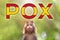 A new outbreak of viral infection at Spain, monkey pox. Little monkey look at text POX with spanish flag. The concept of