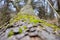 A new perspective looking up a tree